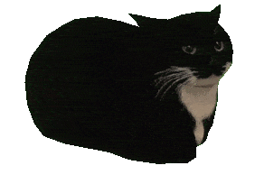 spinning realistic 3d model of maxwell the tuxedo cat