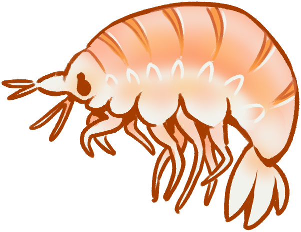 A pale orange shrimp-like crustacean.